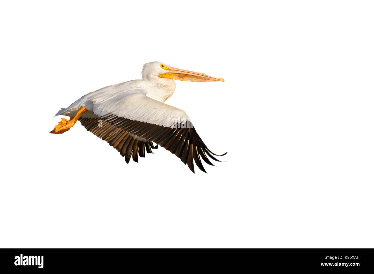 American white pelican (Pelecanus erythrorhynchos) flying, isolated on white background. Stock Photo