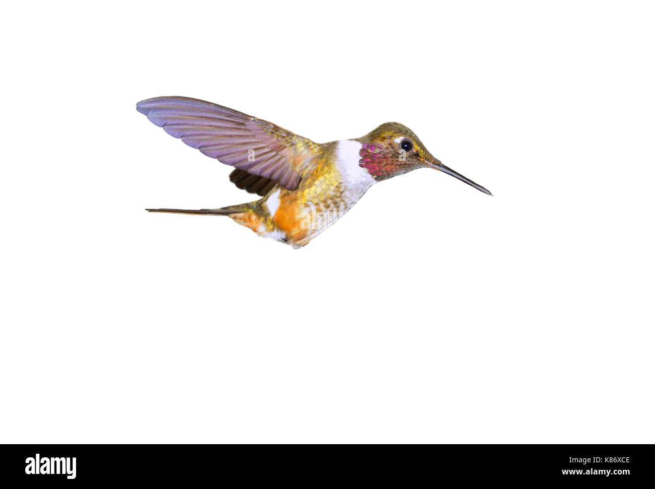 Scintillant hummingbird (Selasphorus scintilla), isolated on white background. Stock Photo