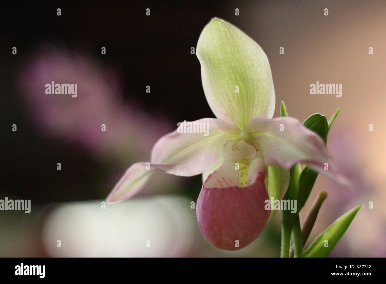Alamy hybrid hi-res stock photography and images - Alamy