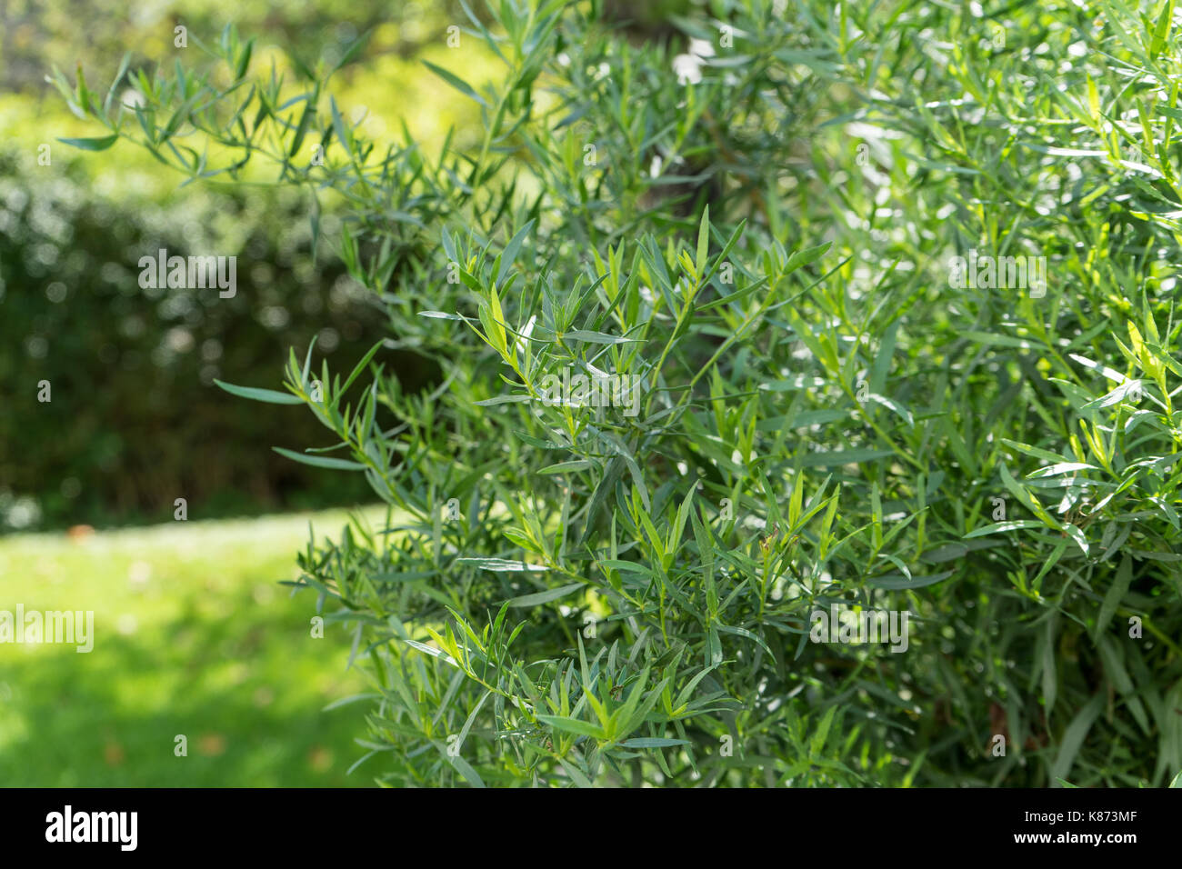Tarragon shrub hires stock photography and images Alamy