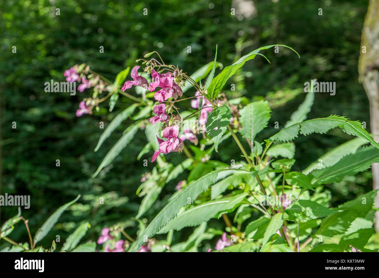 Himalayan balsam in the forest Stock Photo