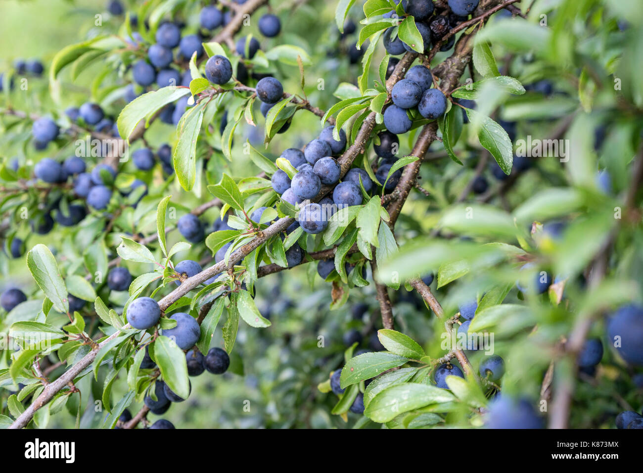 Blackthorn shrub with ripe fruits Stock Photo