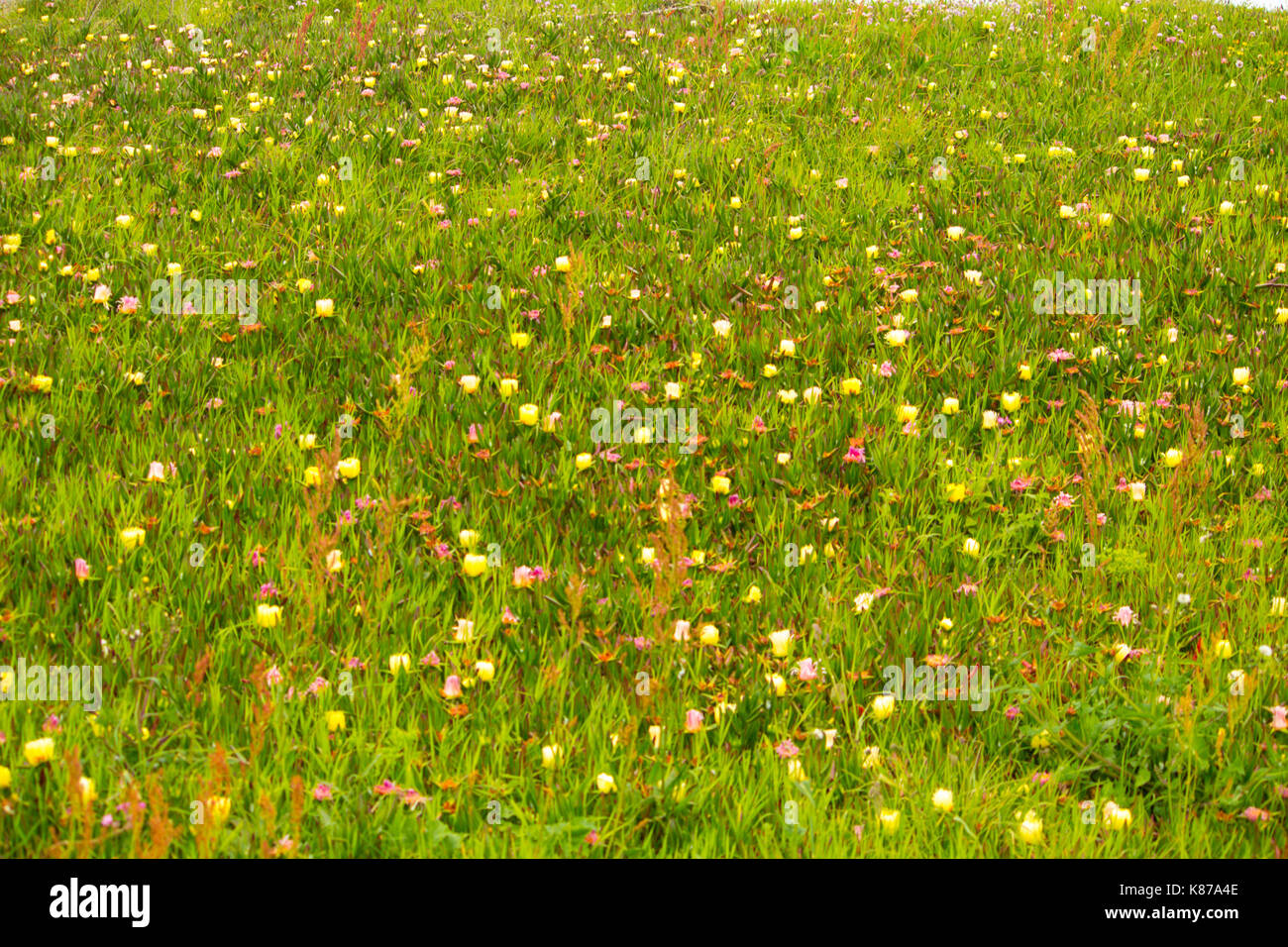 Wild flower meadow with grass and petals Stock Photo - Alamy