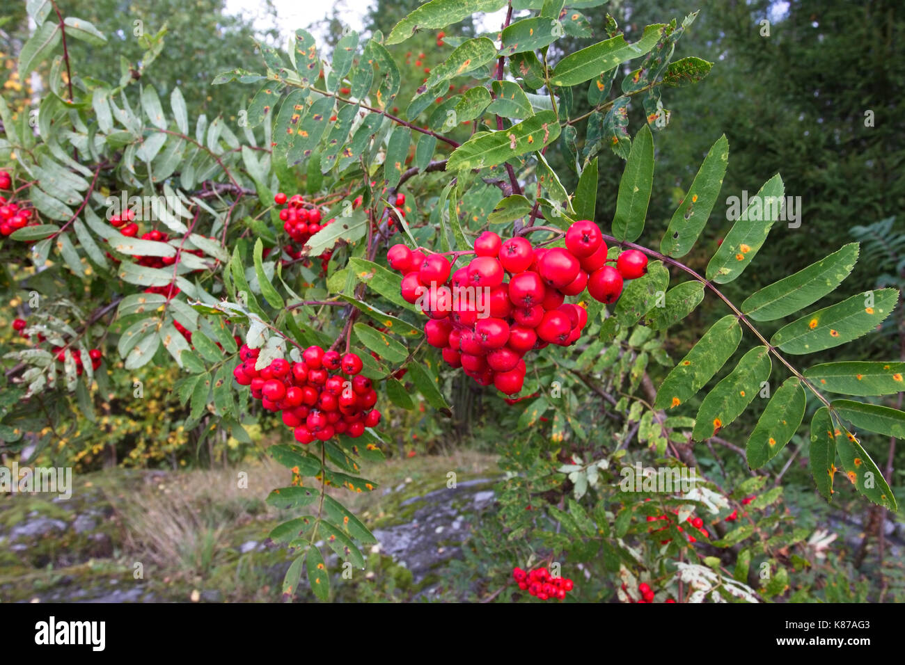 Rowan berries, Finland Stock Photo