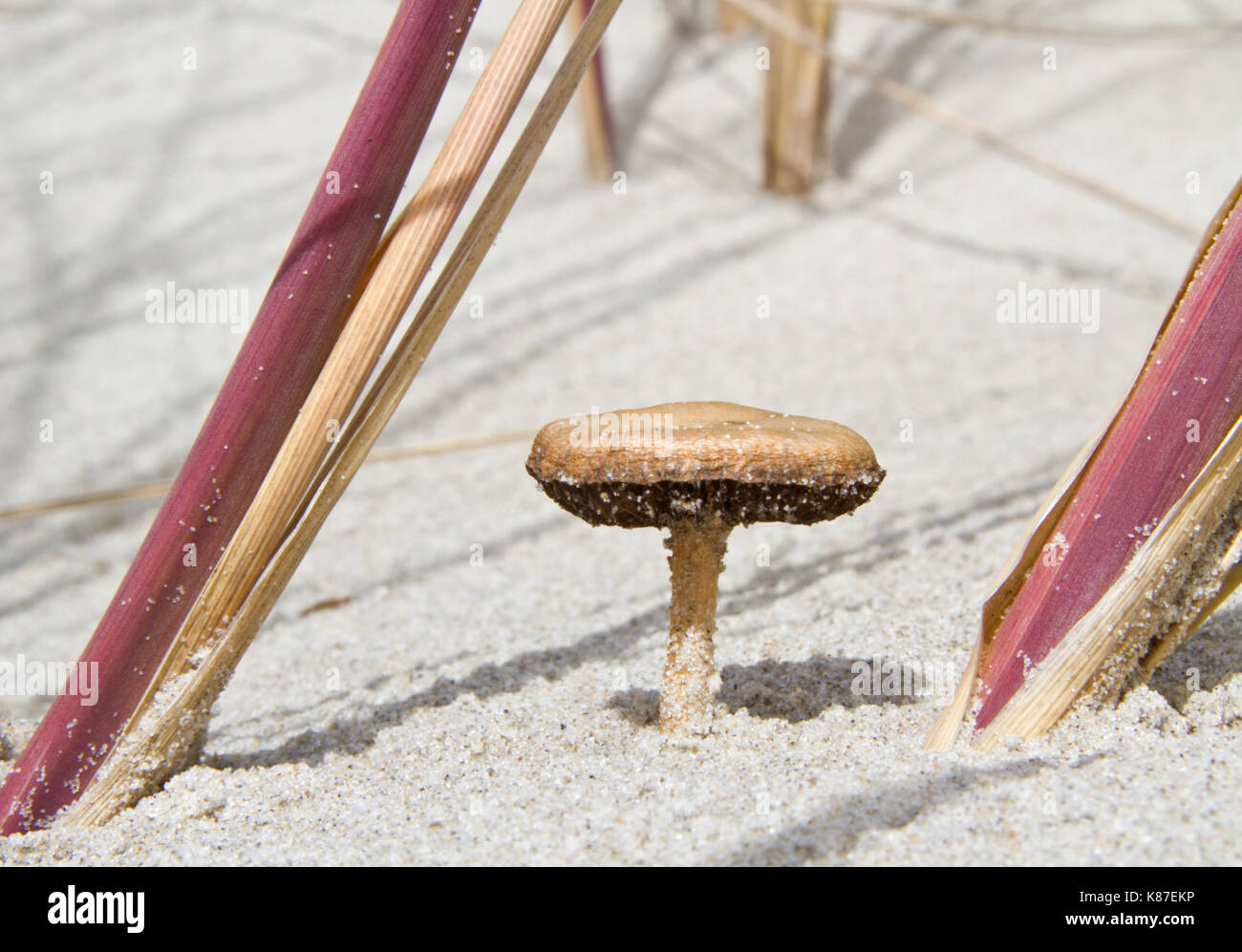 Dune Cavalier mushroom in the dunes, growing next to Beach grass Stock Photo