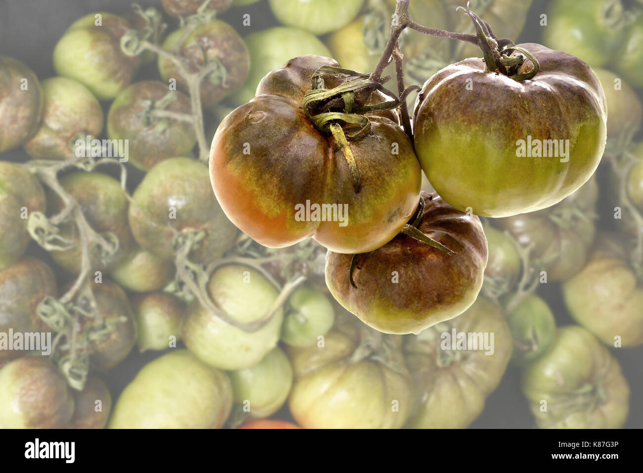 Close up image of tomatoes suffering from blight with the background faded to allow for text Stock Photo