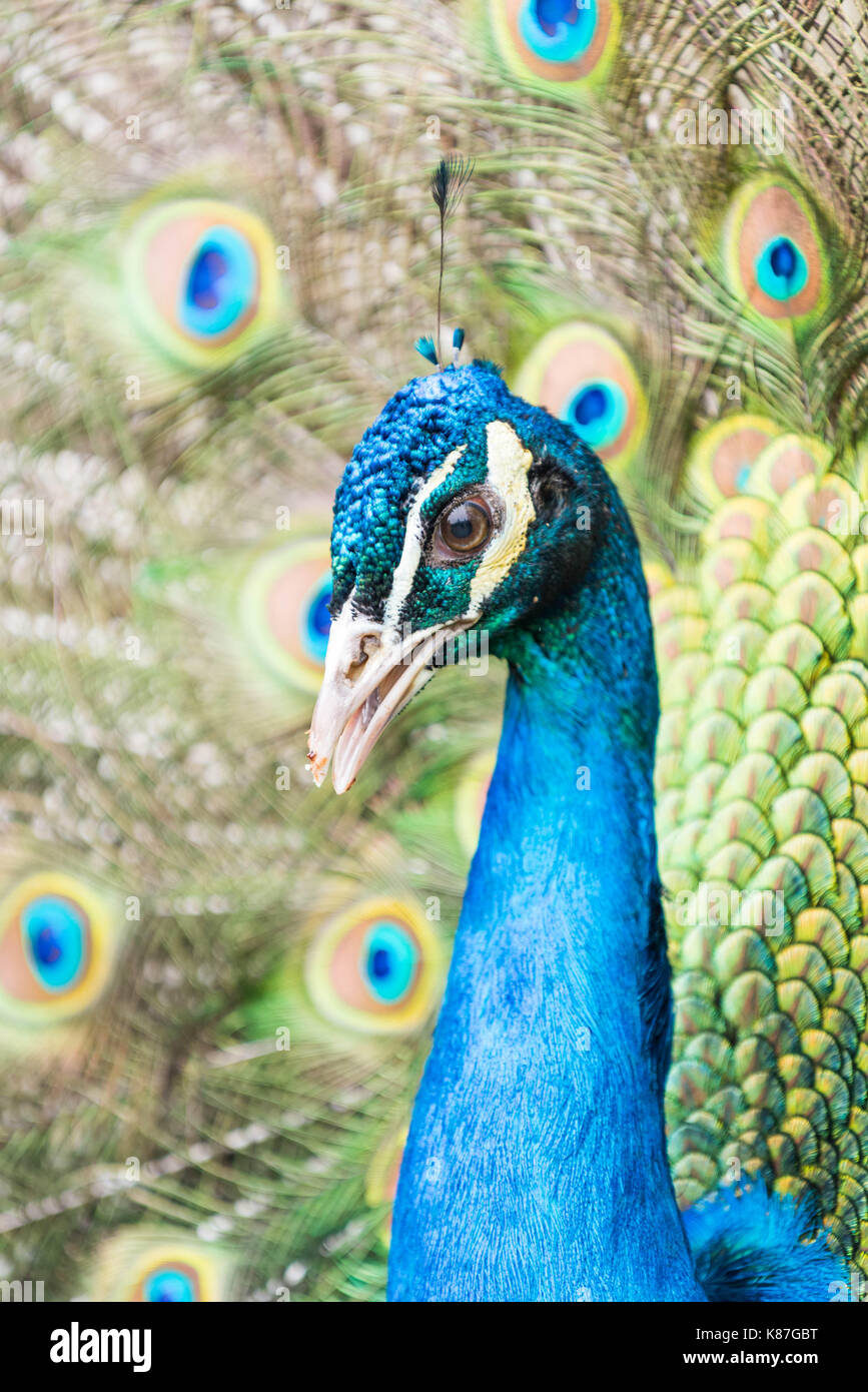 Peacock displaying tail feathers Stock Photo Alamy
