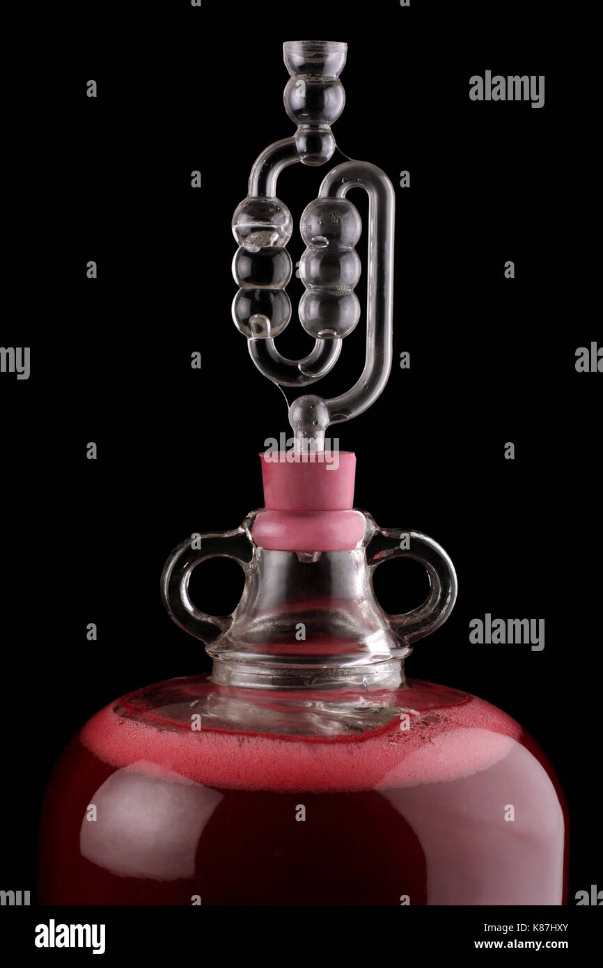 Blackberry wine in a demijohn with airlock in place and fermentation