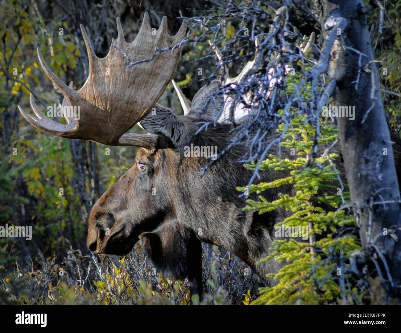 Bull moose fight hi-res stock photography and images - Alamy