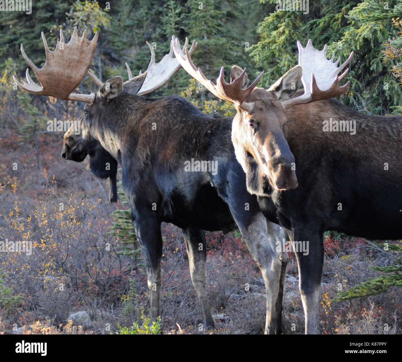 2 bull moose battle it out on the side of the road at Denali National Park and Preserve in interior Alaska, September, 2017.moose Stock Photo