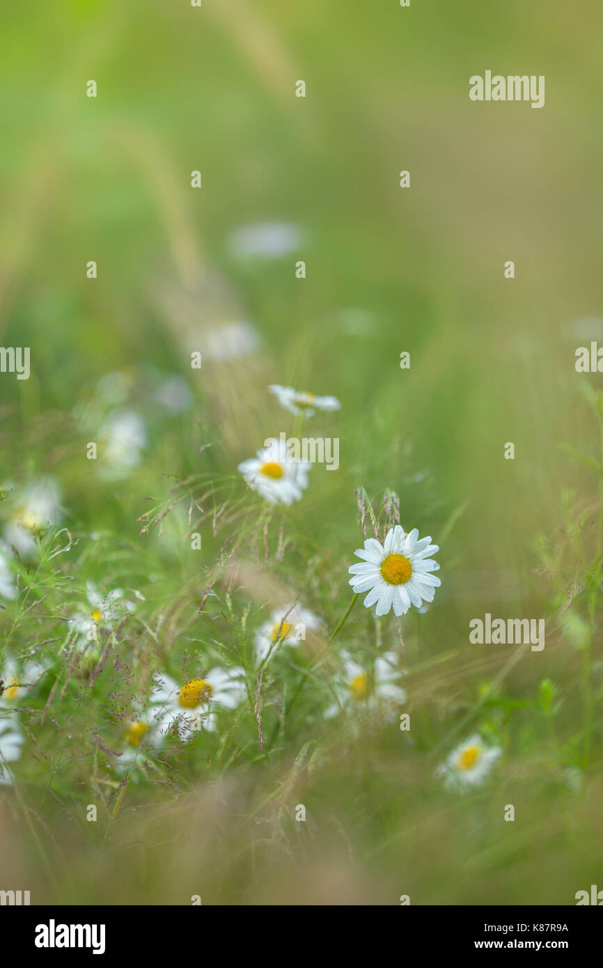 Tall white flowers hi-res stock photography and images - Alamy
