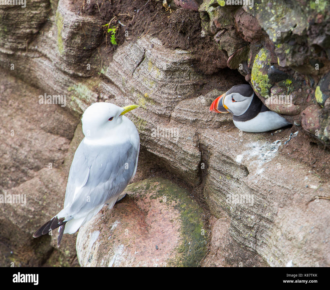 A puffin defends it's young nest from a seagull on cliffs at Fowlsheugh Nature Reserve at Crawton, Aberdeenshire, Scotland, UK Stock Photo