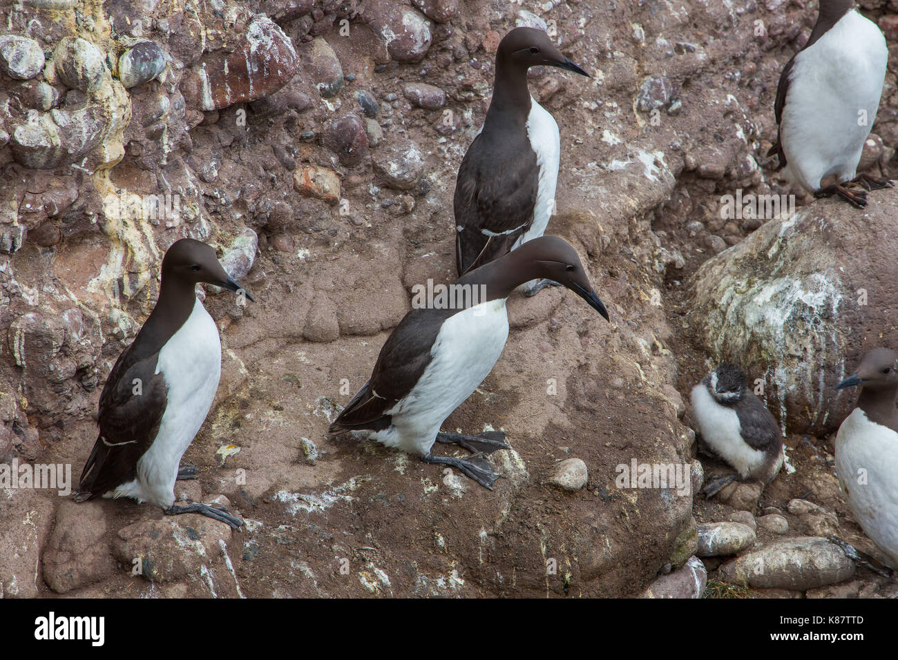 guillemots-nesting-on-the-cliffs-at-fowlsheugh-nature-reserve-at