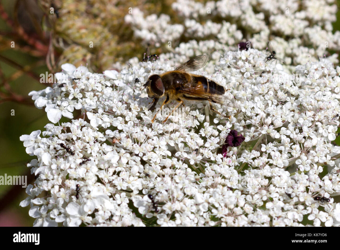 worker bees gathering nectar from white  garden .flowers Britain UK Stock Photo