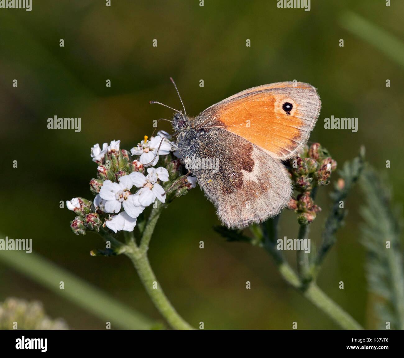 Small Heath nectaring on Yarrow flowers. Hurst Meadows, East Molesey, Surrey, UK. Stock Photo