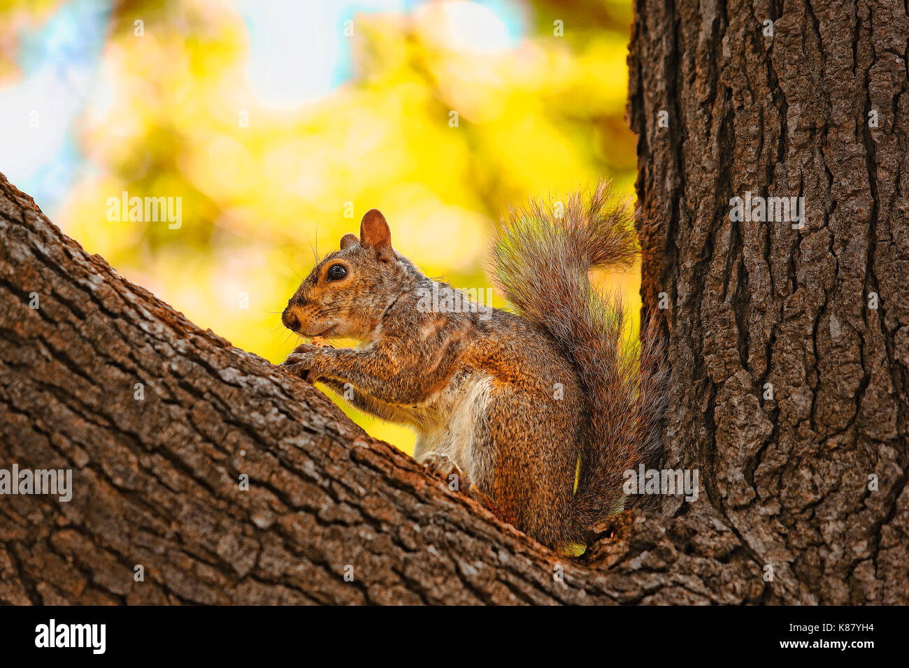 squirrel in central park New York city Stock Photo