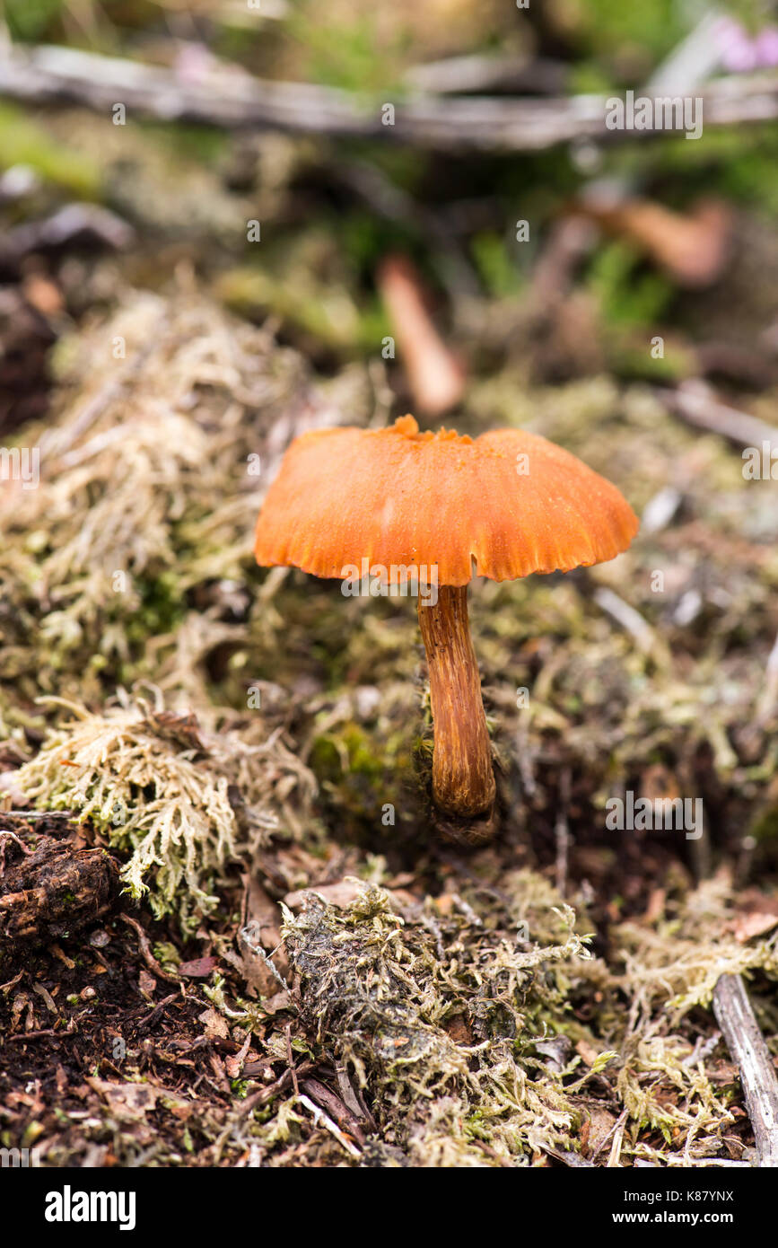 The deceiver (Laccaria laccata), common heathland fungi Stock Photo