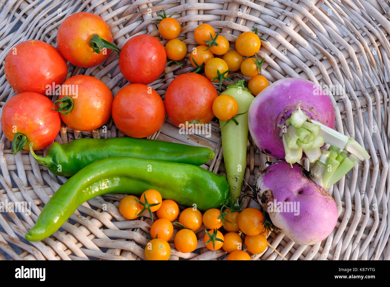 Turnips, sungold and early girl tomatoes, and gree peppers fresh from an organic garden, in a basket. Stock Photo