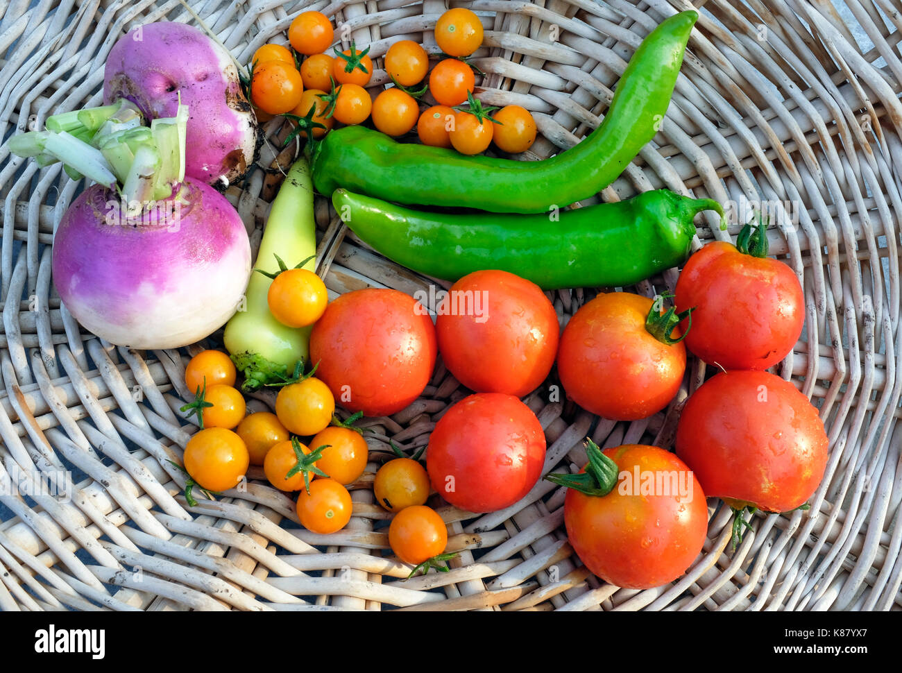 Turnips, sungold and early girl tomatoes, and green peppers fresh from an organic garden, in a basket. Stock Photo