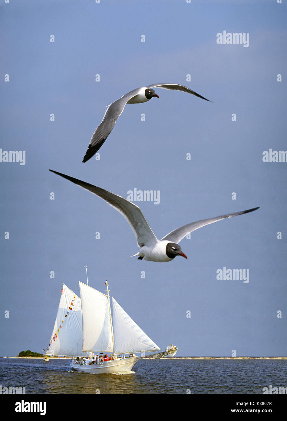 Portrait of a Biloxi Schooner under sail and a pair of  laughing gulls, Leucophaeus atricilla, a common sea gull of the Gulf of Mexico coast. Stock Photo
