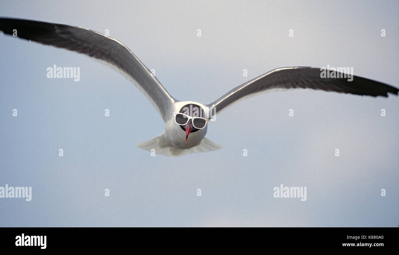 When it gets this hot....! Portrait of a laughing gull, Leucophaeus atricilla, a common sea gull of the Gulf of Mexico coast, wearing sunglasses. Stock Photo