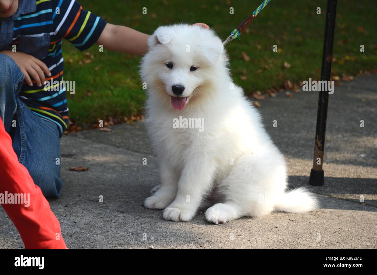 Boy Is Playing With A Cute Pet Puppy A White Japanese Spitz Dog Breed On A Street Sidewalk On A Sunny Summer Day Stock Photo Alamy Boy Is Playing With A Cute Pet Puppy A White Japanese Spitz Dog Breed On A Street Sidewalk On A Sunny Summer Day Stock Photo Alamy