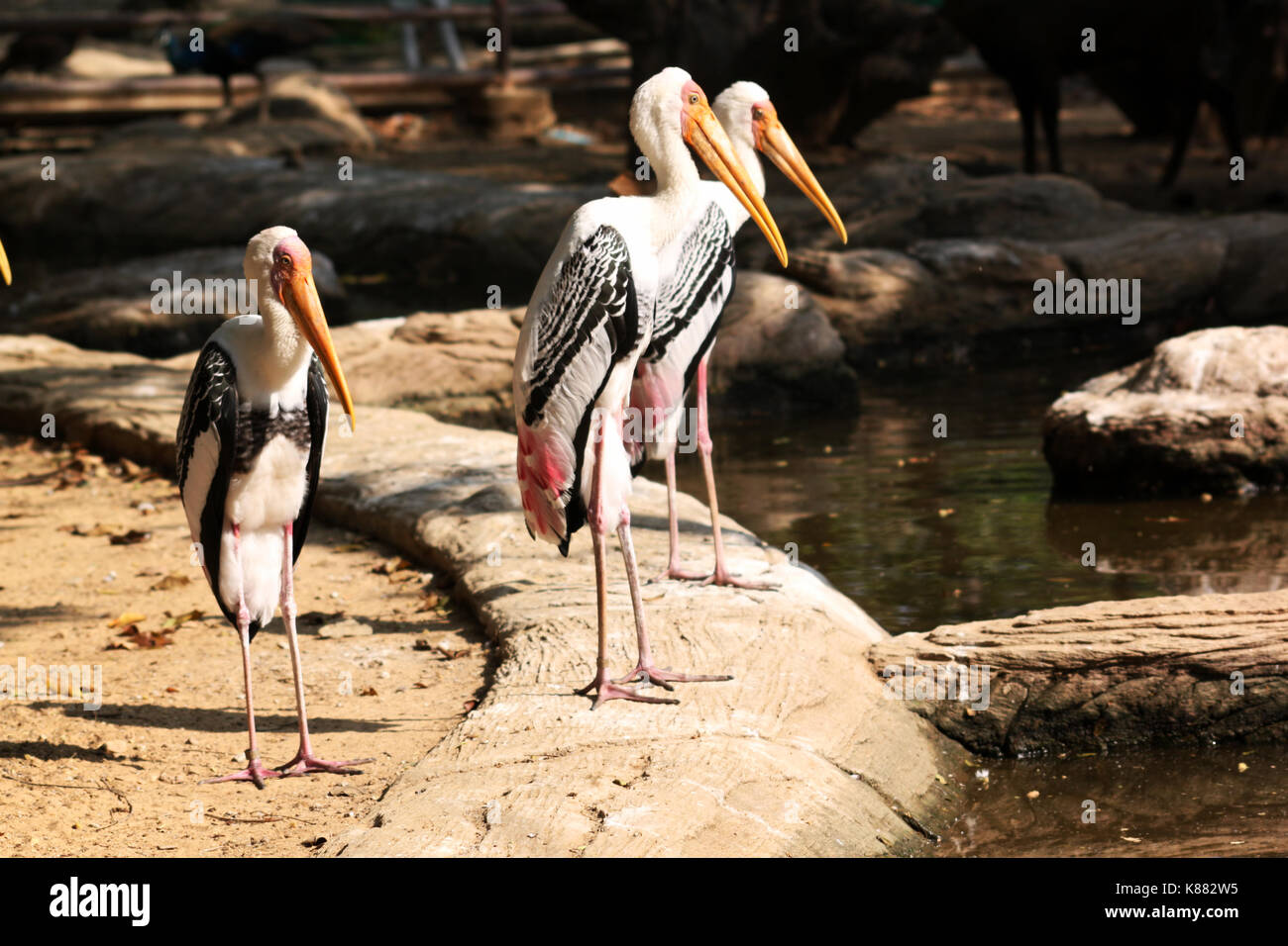 Painted Stork (Mycteria leucocephala) is a large wading bird in the stork family Stock Photo