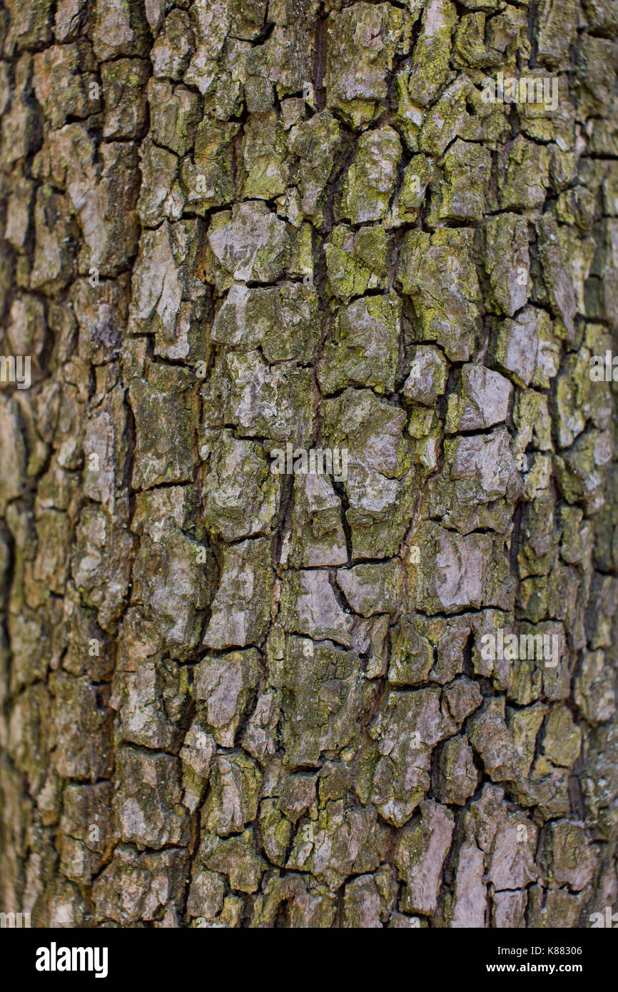 Texture of pear tree bark Stock Photo - Alamy