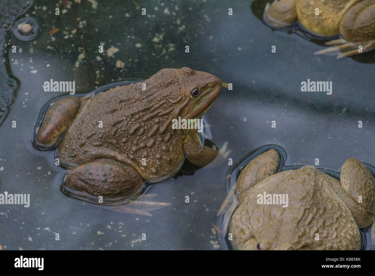 frogs are found in a pond in a frog farm in Thailand Stock Photo