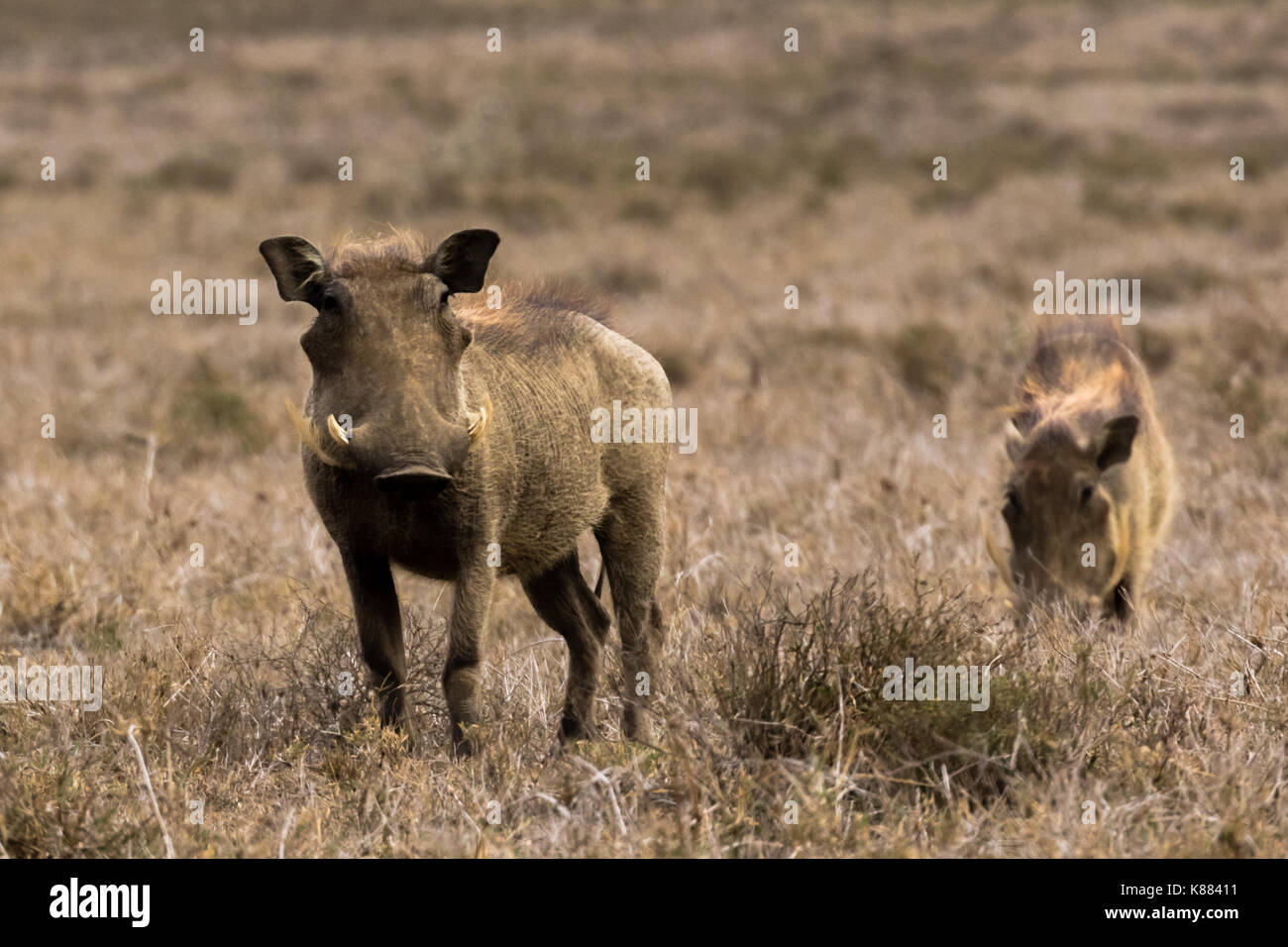 Two warthogs at sunset on the Savannah of Hell's Gate National Park, Kenya Stock Photo