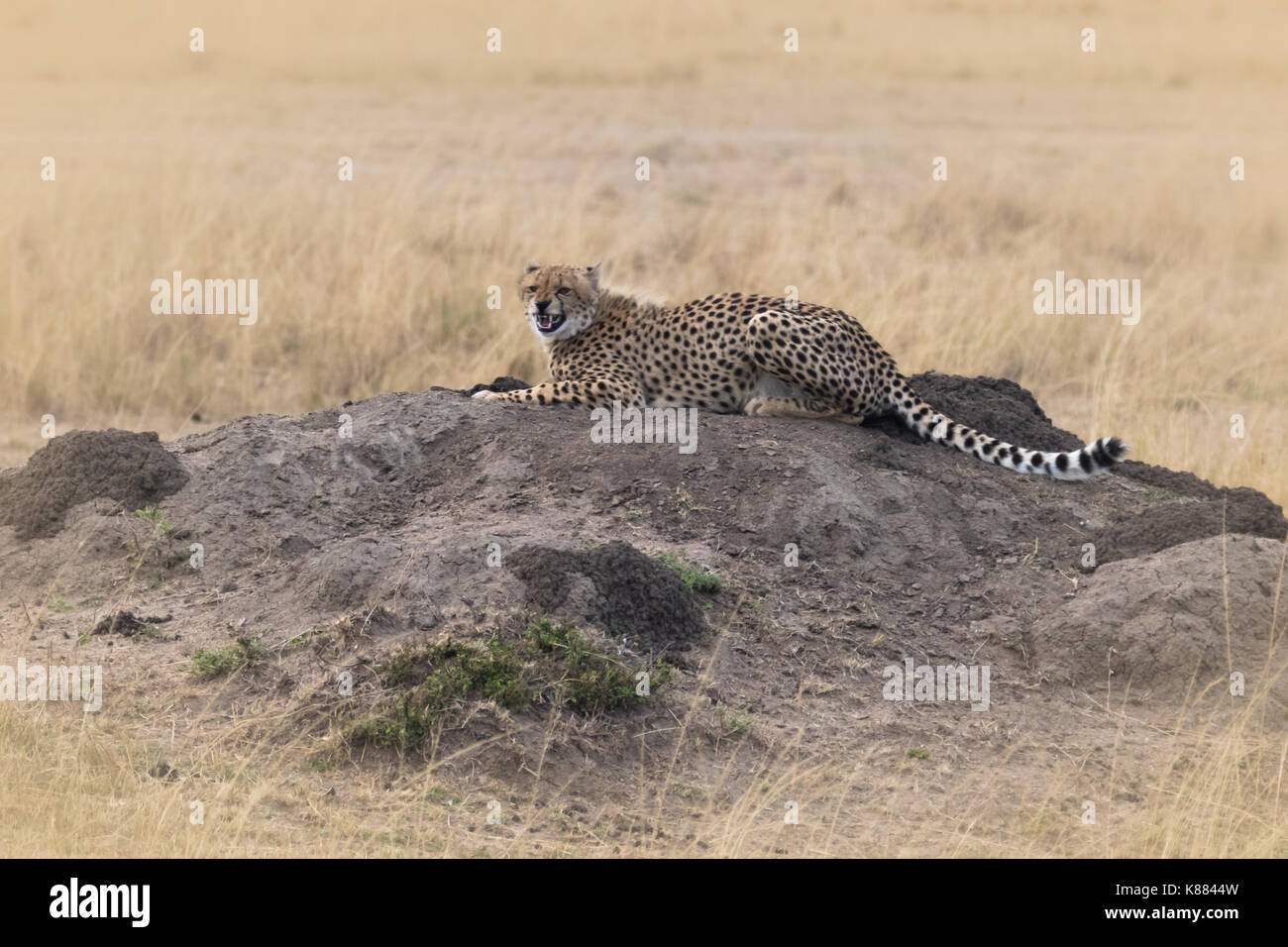 A young cheetah snarls at the camera as she looks for prey from an elevated position on the Masai Mara, Kenya Stock Photo