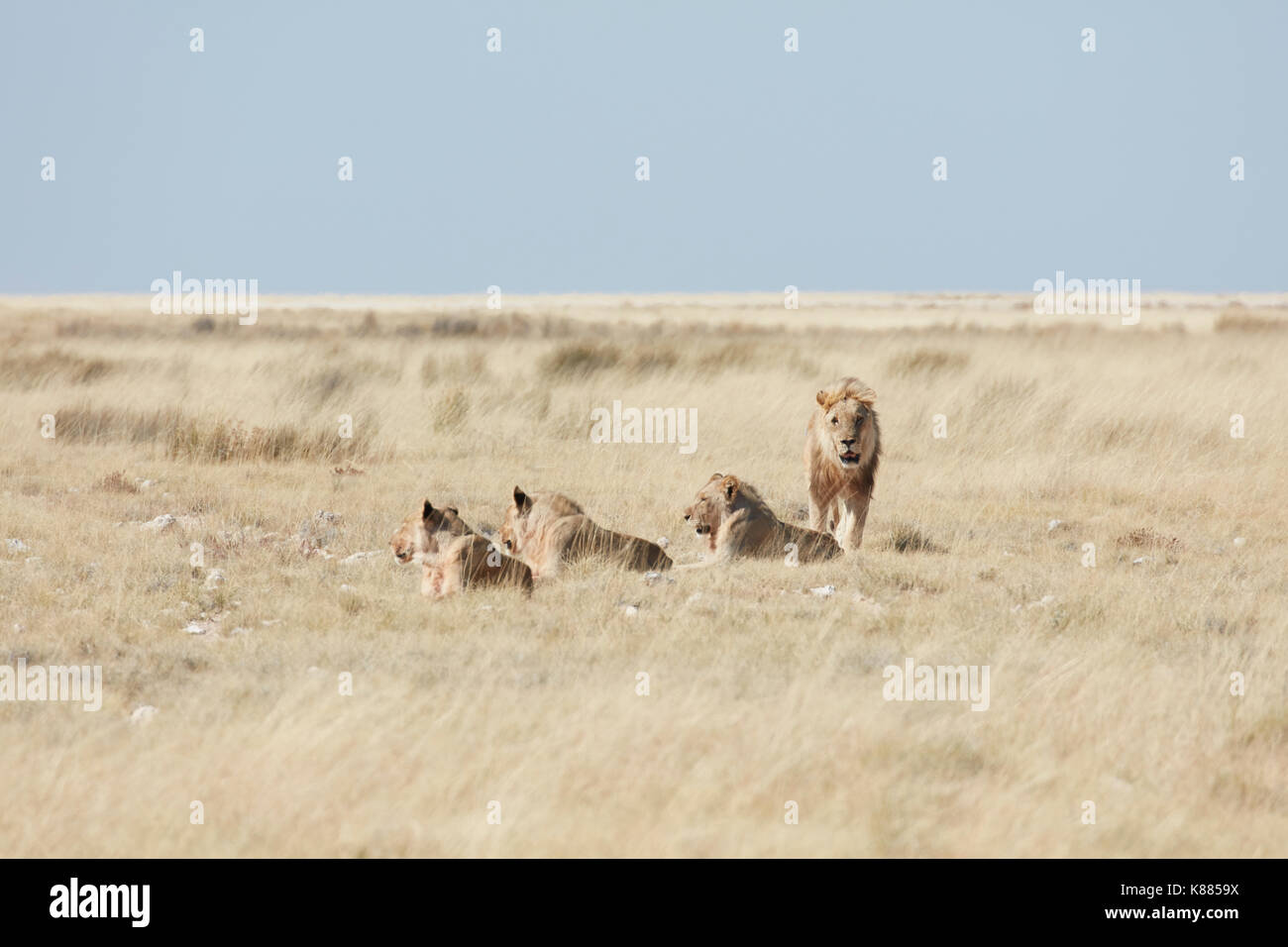 Pride of lions, panthera leo, in grassland Stock Photo - Alamy