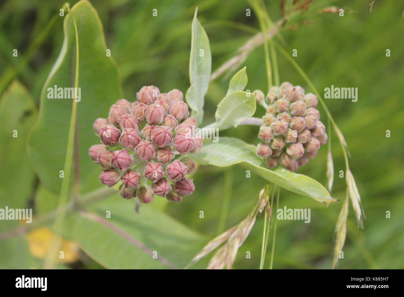 Discover wildflowers hi-res stock photography and images - Alamy