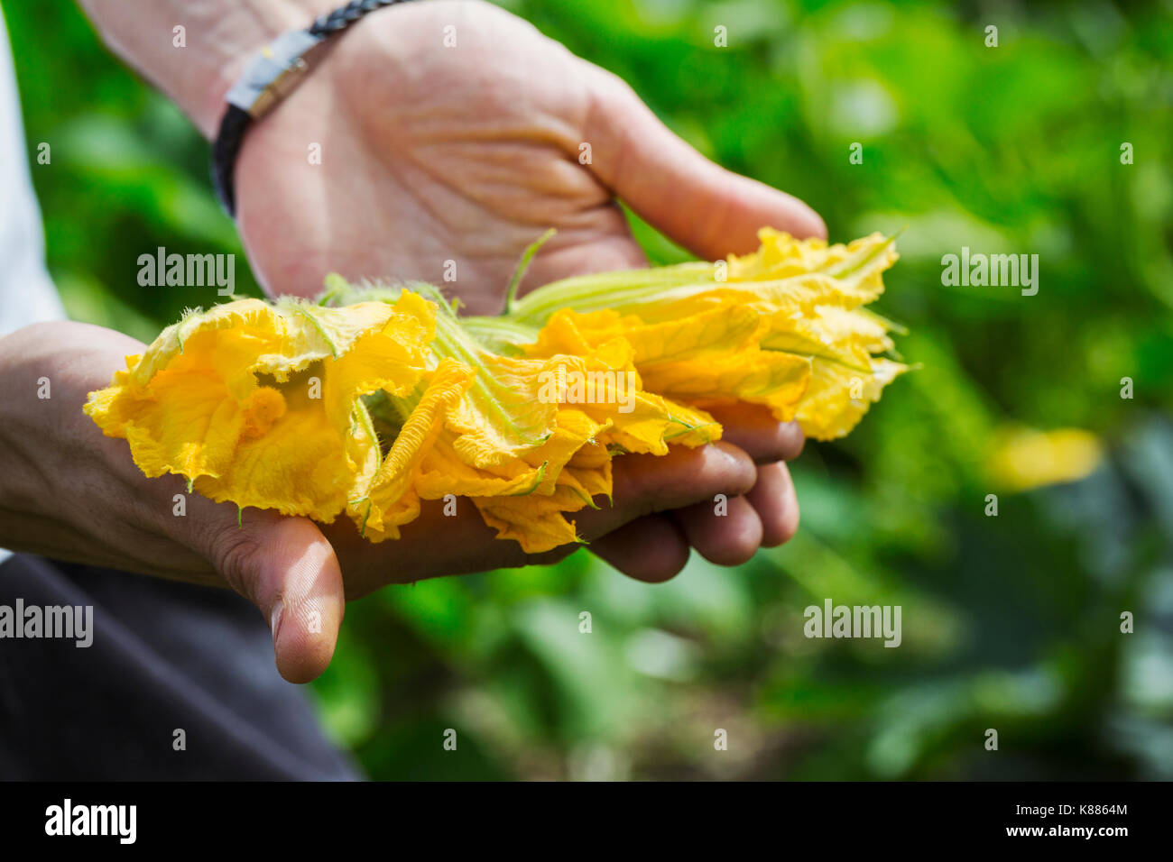 Male courgette flowers hires stock photography and images Alamy