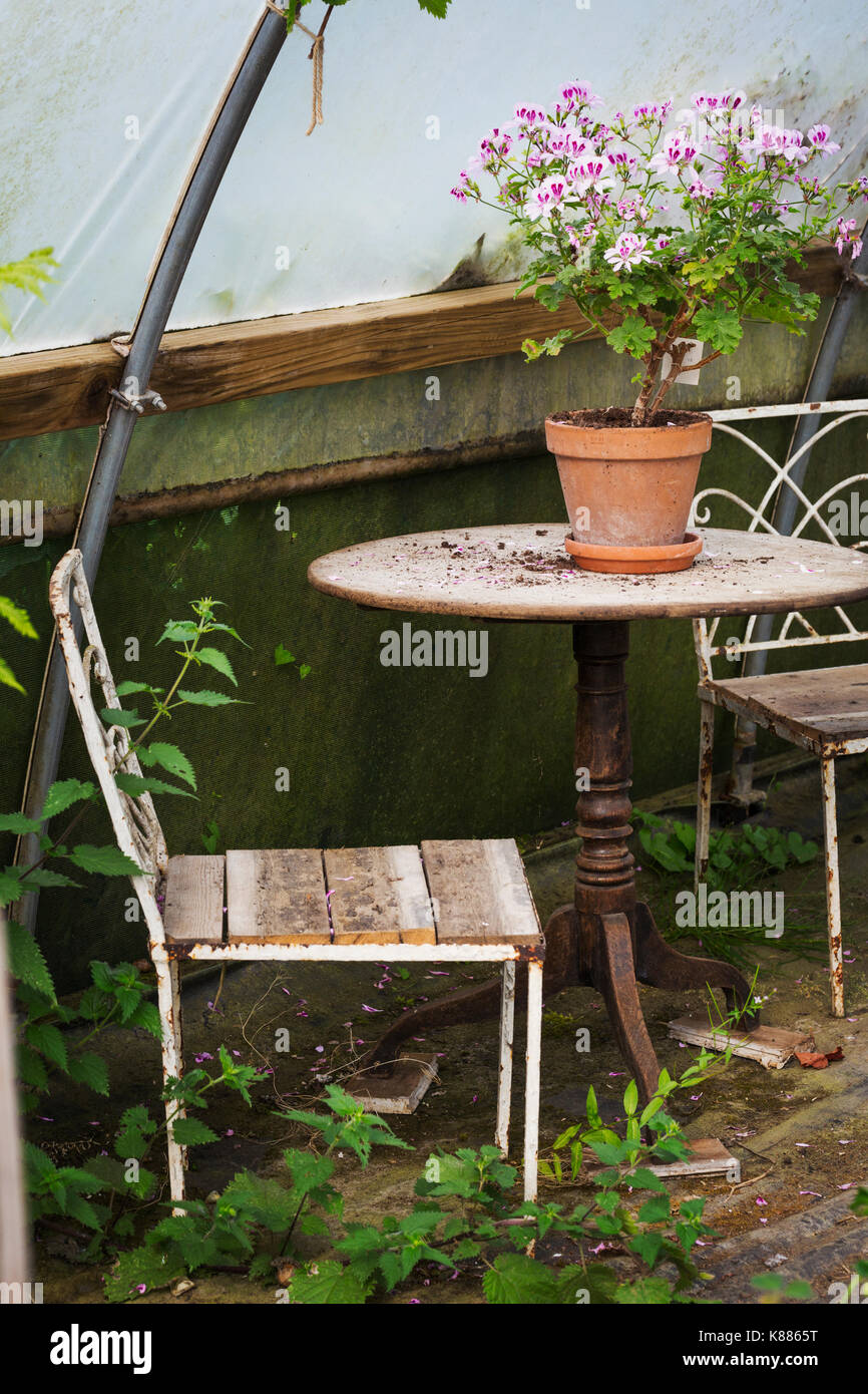 Two chairs and old wooden table with terracotta flowerpot with pink geranium in a garden. Stock Photo