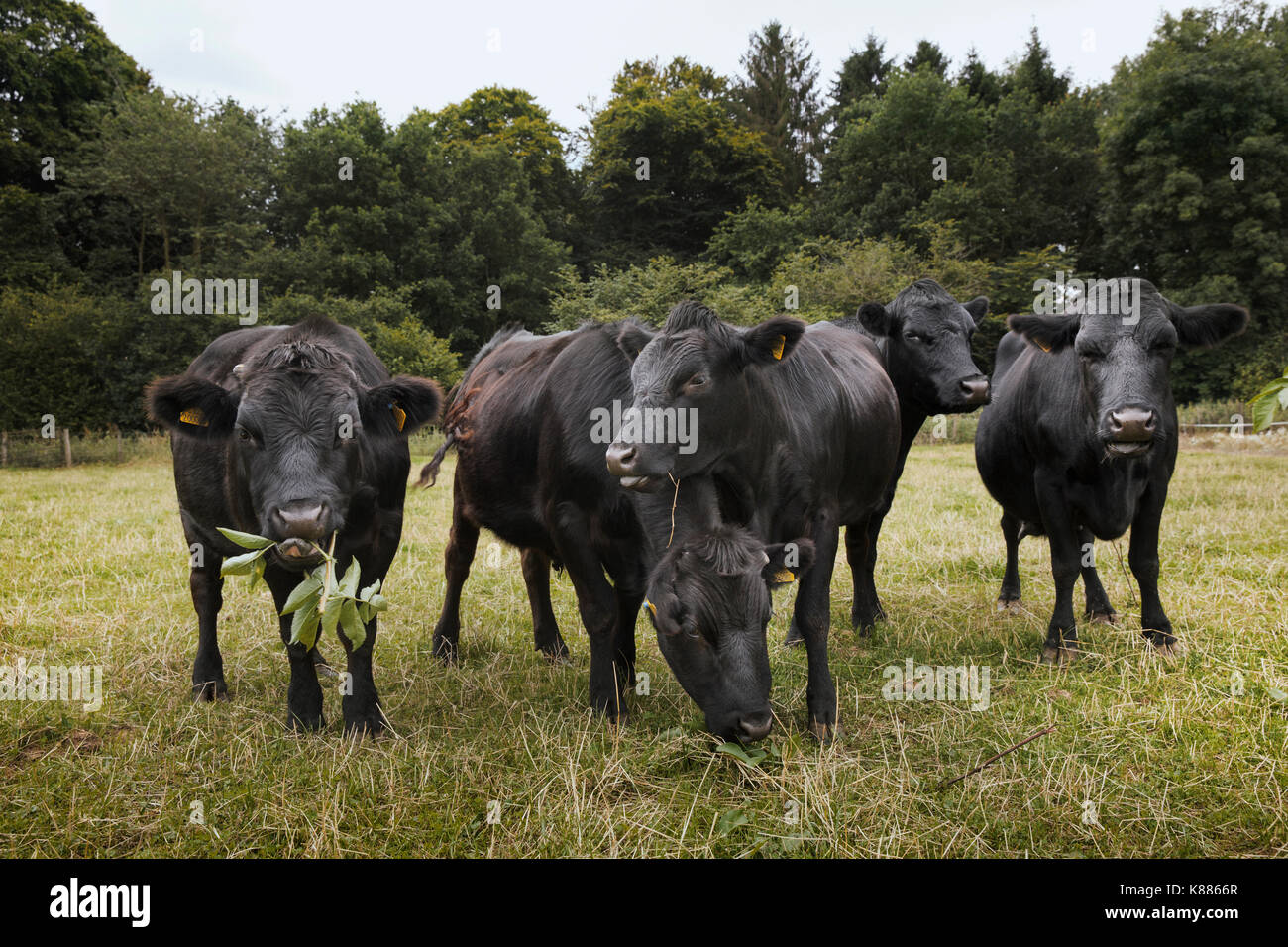 Holding herd cattle hi-res stock photography and images - Alamy
