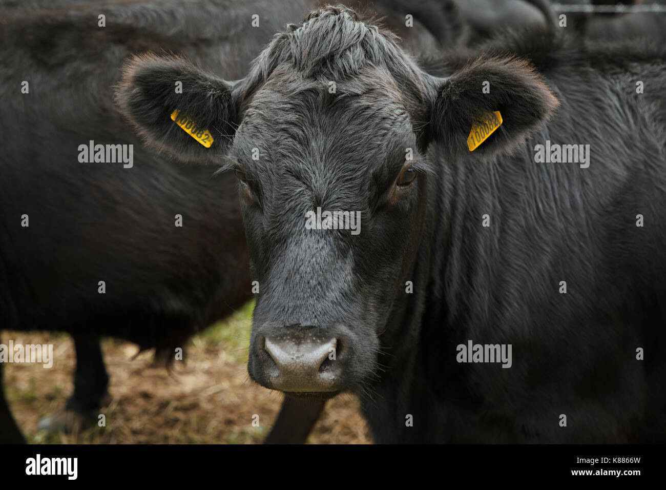 Close up of Dexter cattle looking at camera. Stock Photo