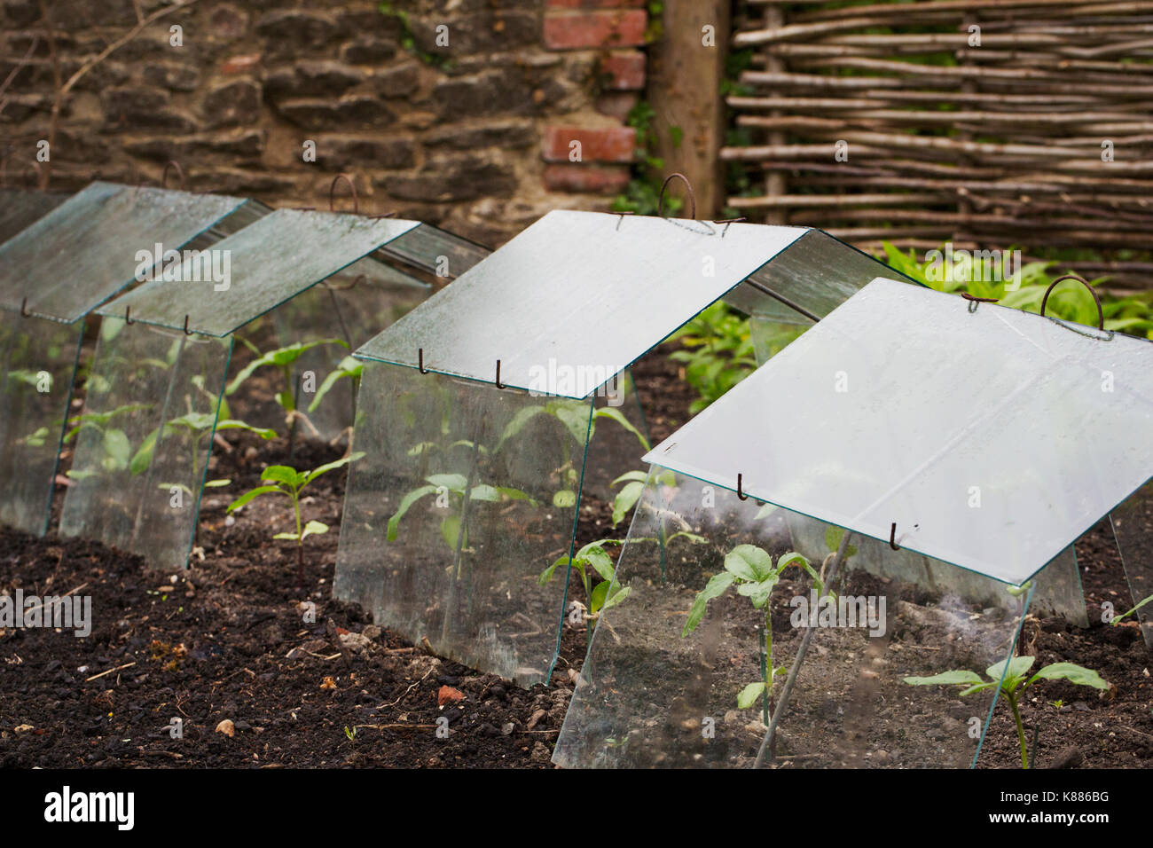 Cold frames hires stock photography and images Alamy
