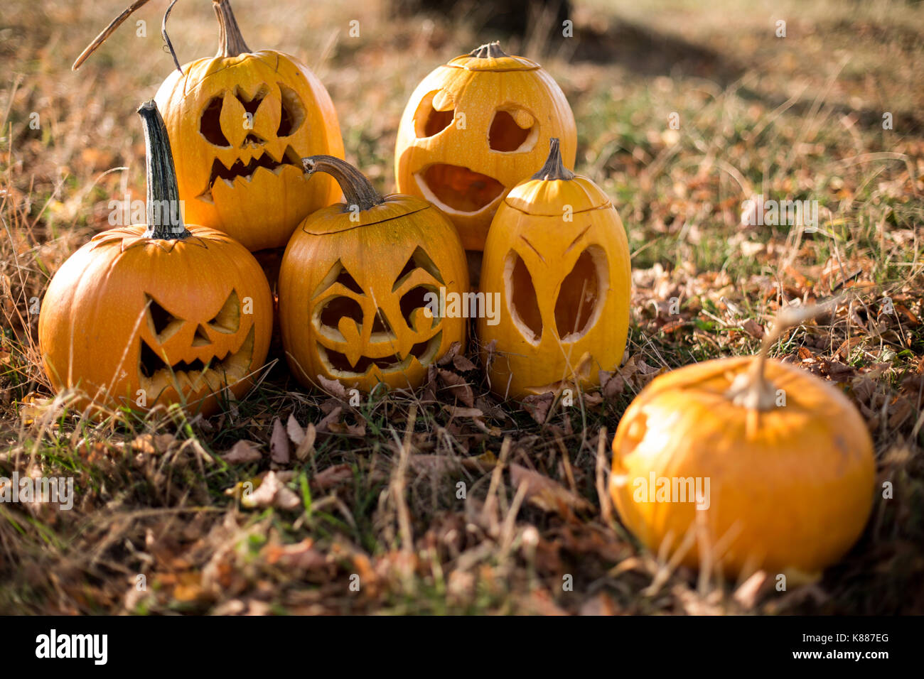 Autumn pumpkin in colorful leaves. Autumn season Stock Photo