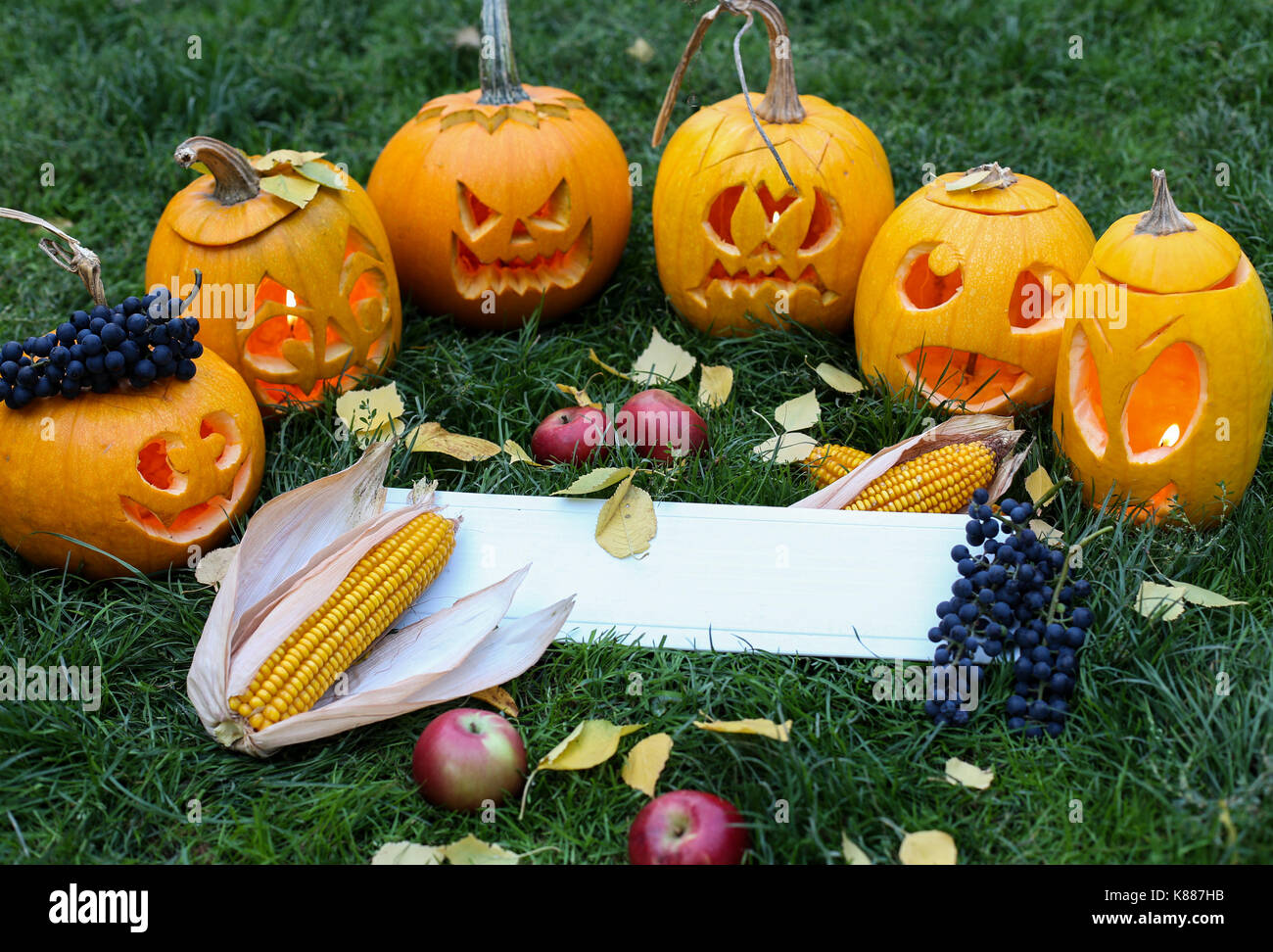 Pumpkins for halloween on green grass background with autumn harvest ...