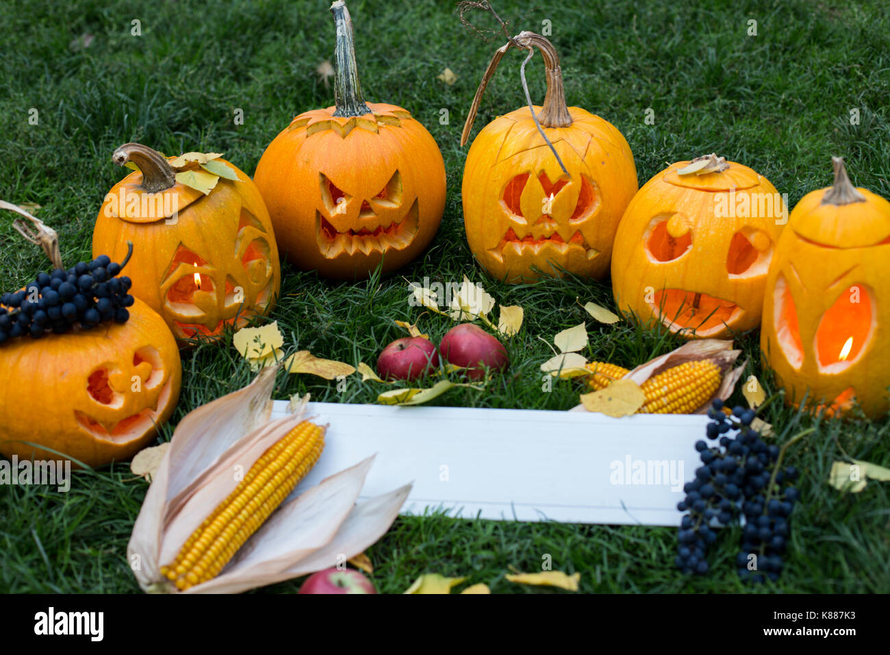 Pumpkins for halloween on green grass background with autumn harvest ...
