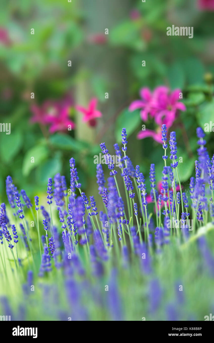 Lavender pink hi-res stock photography and images - Alamy
