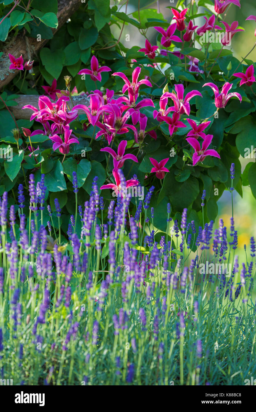 Lavender pink hi-res stock photography and images - Alamy