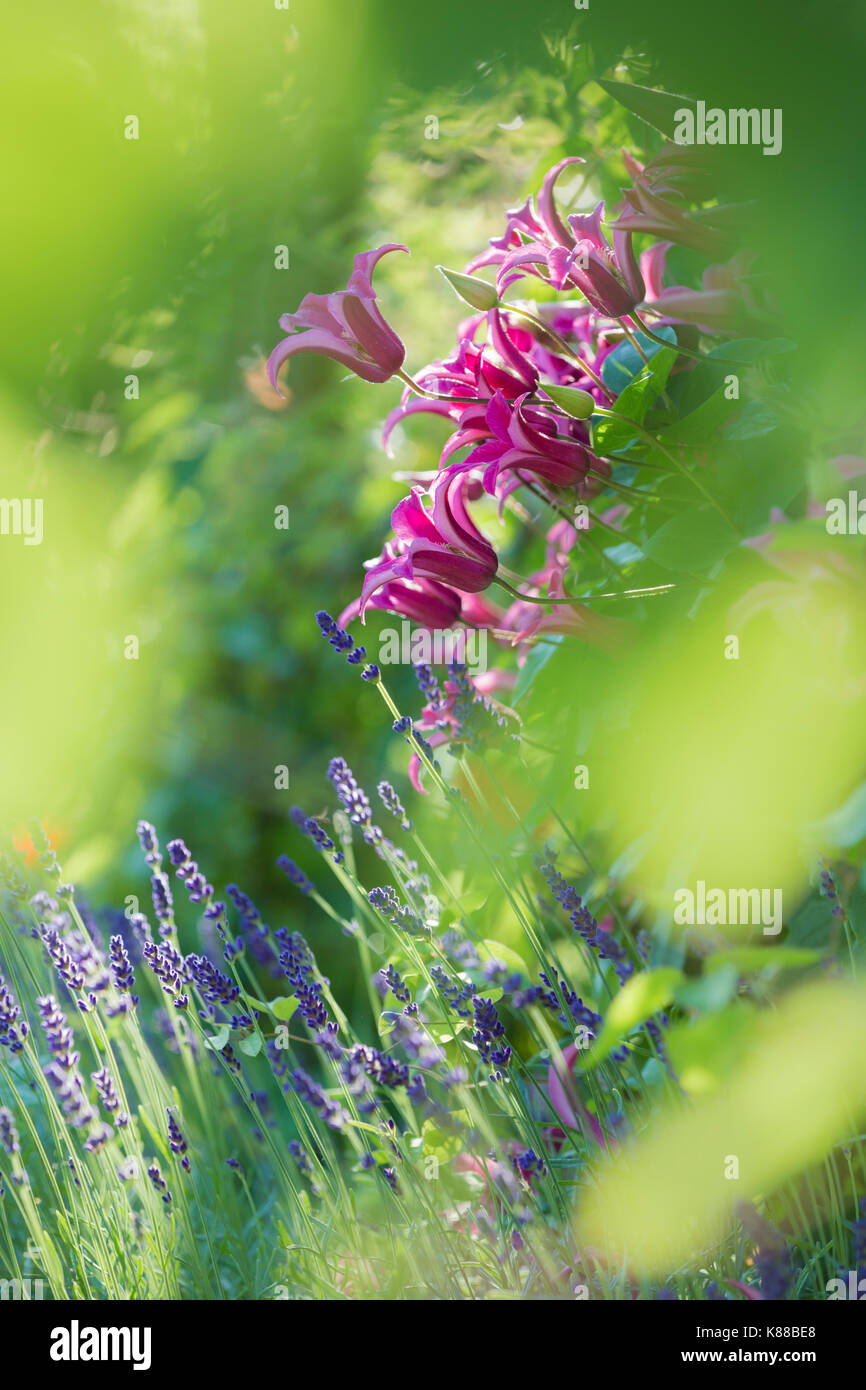 Clematis texensis princess diana hi-res stock photography and images ...