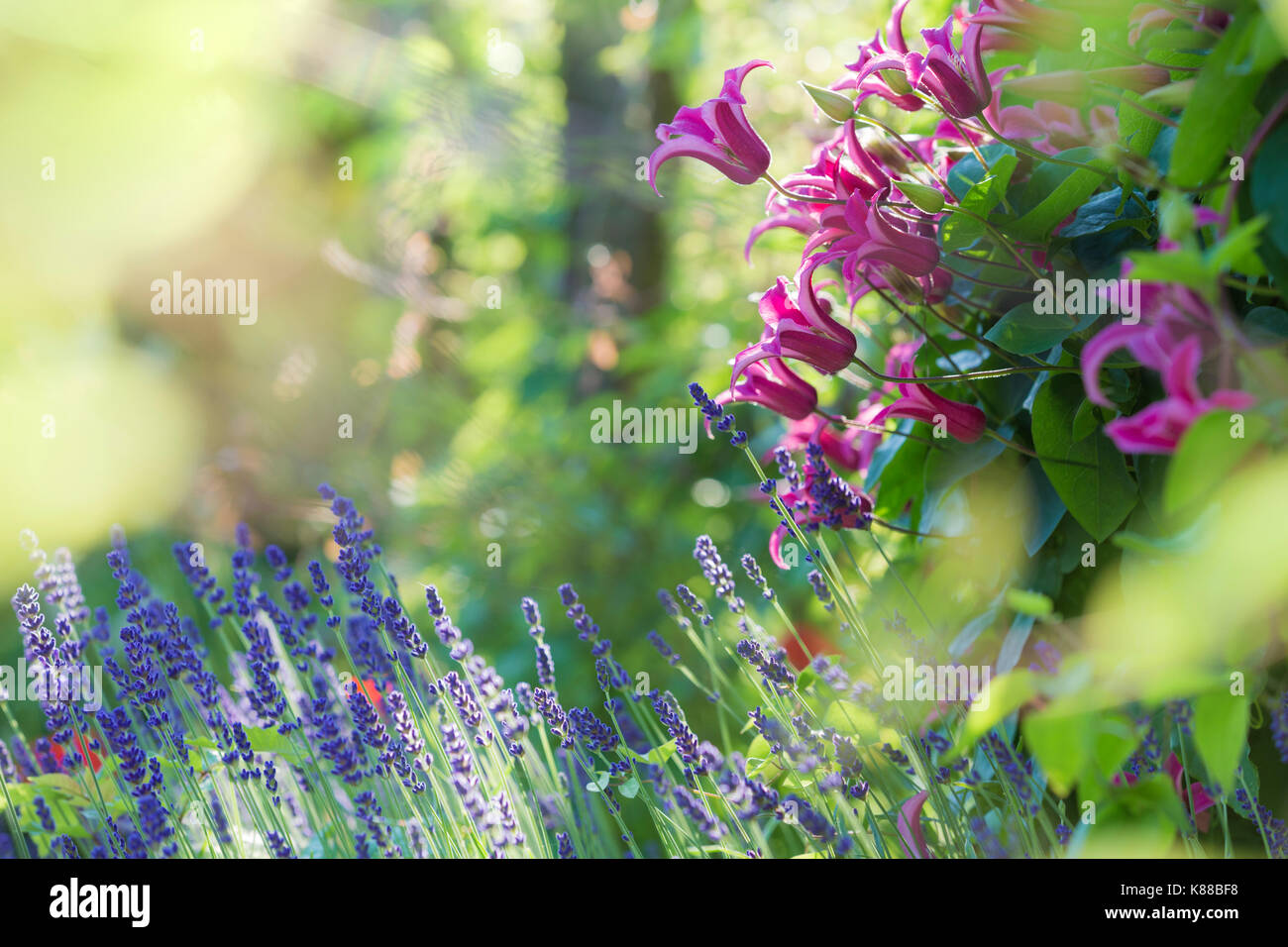 Pink Clematis and Lavender flowers Stock Photo - Alamy