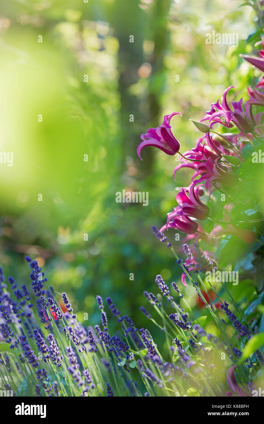 Lavender pink hi-res stock photography and images - Alamy