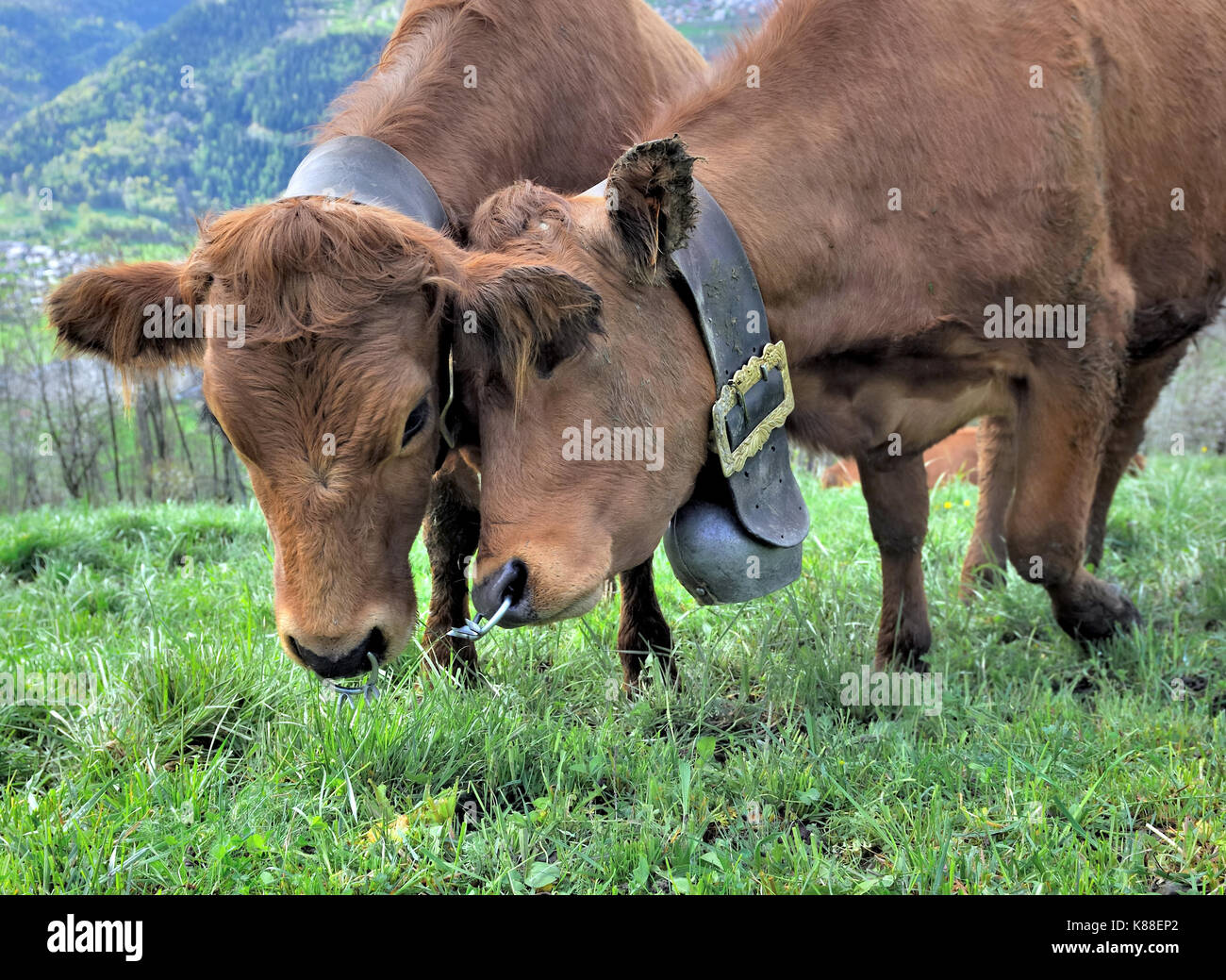 two brow  affectionate cows wearing bells and ring in a meadow Stock Photo