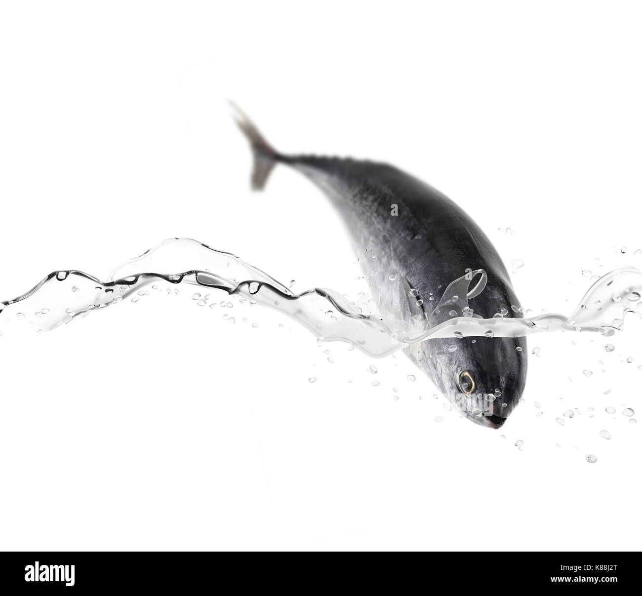 Tuna fish jumping in the water Stock Photo Alamy