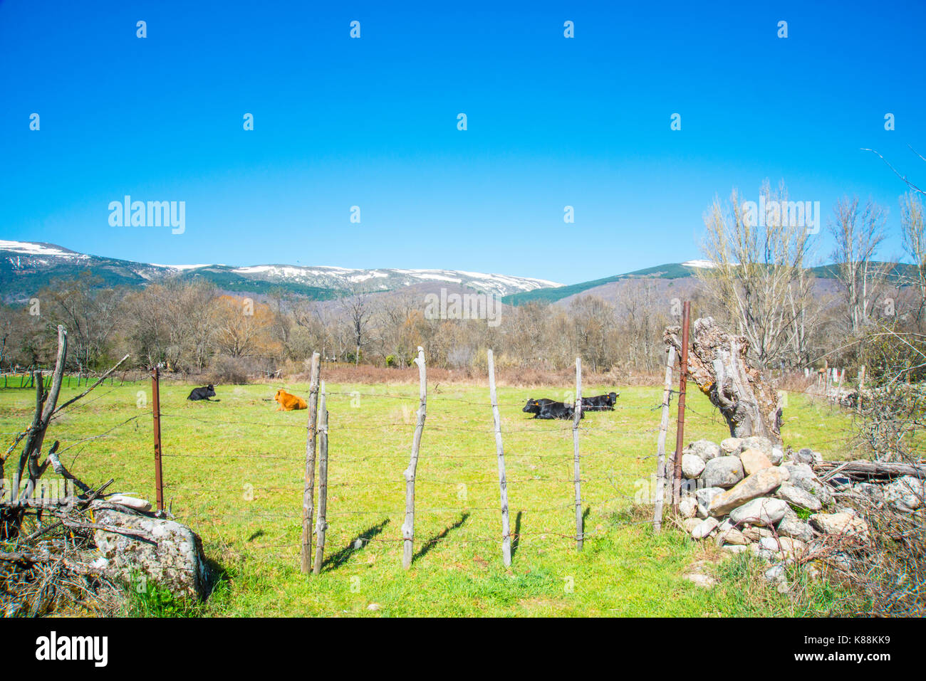 Cows in a meadow. Sierra de Guadarrama National Park, Rascafria, Madrid province, Spain. Stock Photo