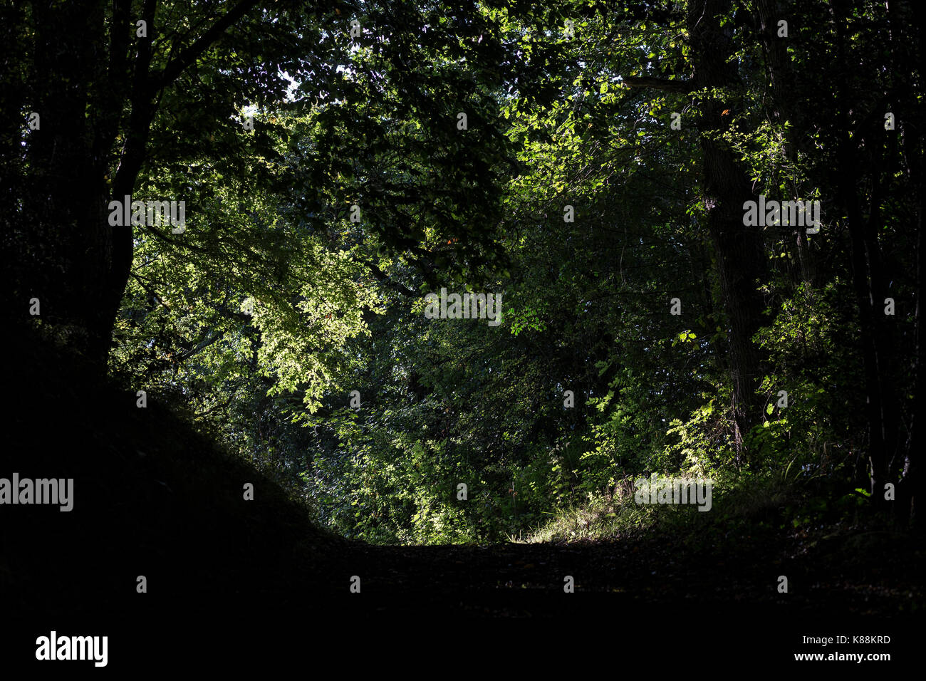 Devon cart track,cart track meaning, definition, what is cart track a